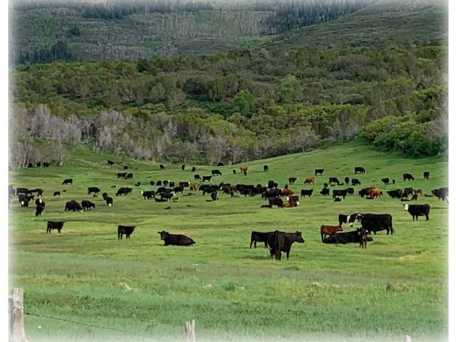 Grass-Fed and grass-finished, Quality Aged Meat ~ Order direct from the ranchers in Collbran, Colorado