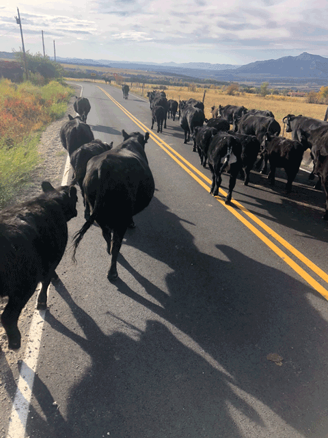 High-quality grass-fed beef -9