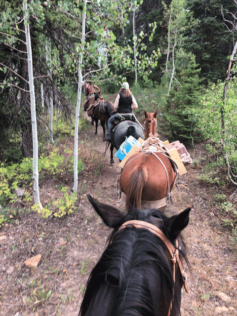 packing salt, raising all-natural beef -13