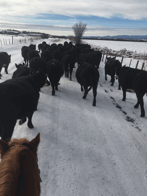 all-natural, grass-fed beef direct from the rancher -3